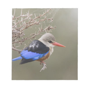 Kenya. Close-up of grey-headed kingfisher Notepad