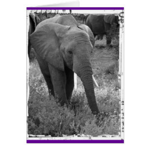 Kenya Elephant - Black & White