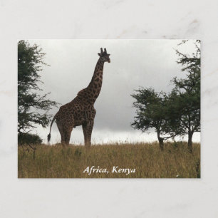 Kenya giraffe in the wild postcard