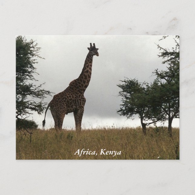 Kenya giraffe in the wild postcard (Front)