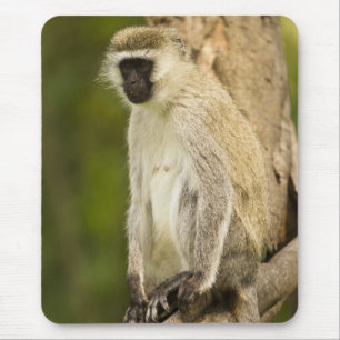 Kenya, Lake Nakuru National Park. Vervet Mouse Mat