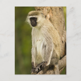 Kenya, Lake Nakuru National Park. Vervet Postcard