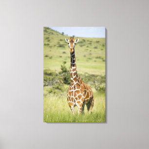 Kenya, Lewa Conservancy, Masai Giraffe standing Canvas Print