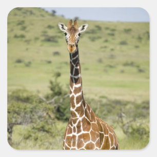 Kenya, Lewa Conservancy, Masai Giraffe standing Square Sticker