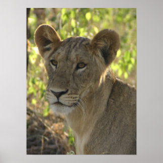 KENYA Lioness On Guard Poster