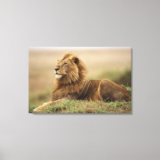 Kenya, Masai Mara. Adult male lion on termite Canvas Print (Front)