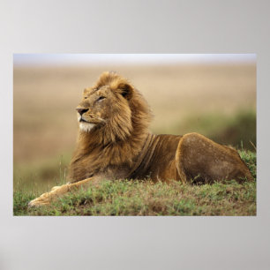 Kenya, Masai Mara. Adult male lion on termite Poster