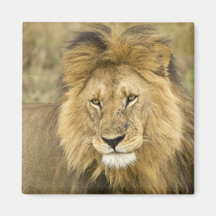 Kenya, Masai Mara. Close-up of lion. Credit as: Magnet