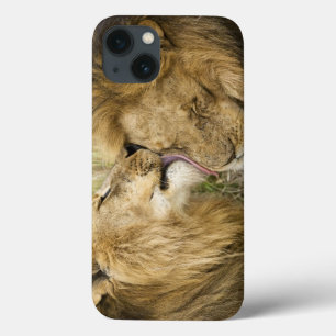Kenya, Masai Mara. Close-up of one male lion iPhone 13 Case