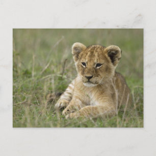 Kenya, Masai Mara Game Reserve. African Lion Postcard