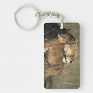Kenya, Masai Mara Game Reserve, Lioness Key Ring