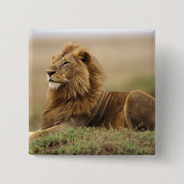 Kenya, Masai Mara | Male Lion 15 Cm Square Badge (Front)