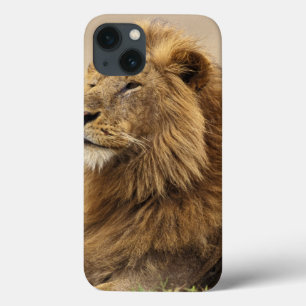 Kenya, Masai Mara Male Lion iPhone 13 Case