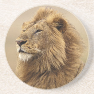 Kenya, Masai Mara Male Lion Coaster