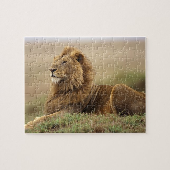 Kenya, Masai Mara | Male Lion Jigsaw Puzzle (Horizontal)