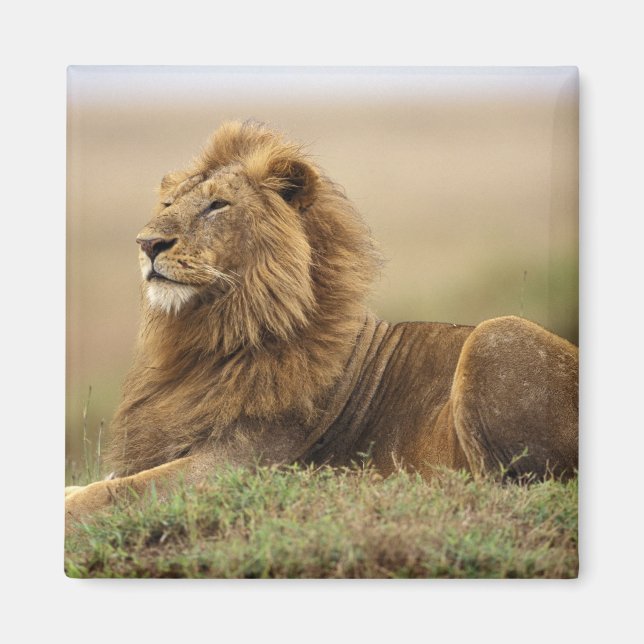 Kenya, Masai Mara | Male Lion Magnet (Front)