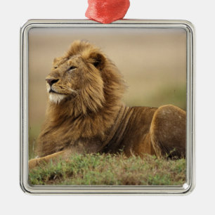 Kenya, Masai Mara   Male Lion Metal Tree Decoration