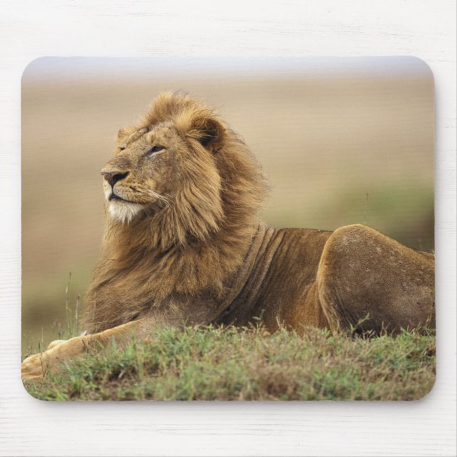 Kenya, Masai Mara | Male Lion Mouse Mat (Front)