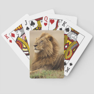 Kenya, Masai Mara   Male Lion Playing Cards