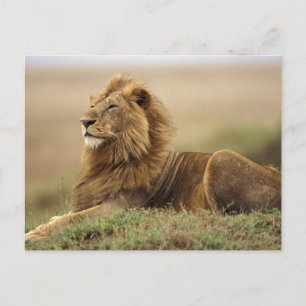 Kenya, Masai Mara   Male Lion Postcard