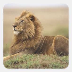 Kenya, Masai Mara   Male Lion Square Sticker