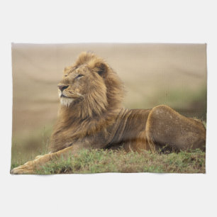 Kenya, Masai Mara   Male Lion Tea Towel