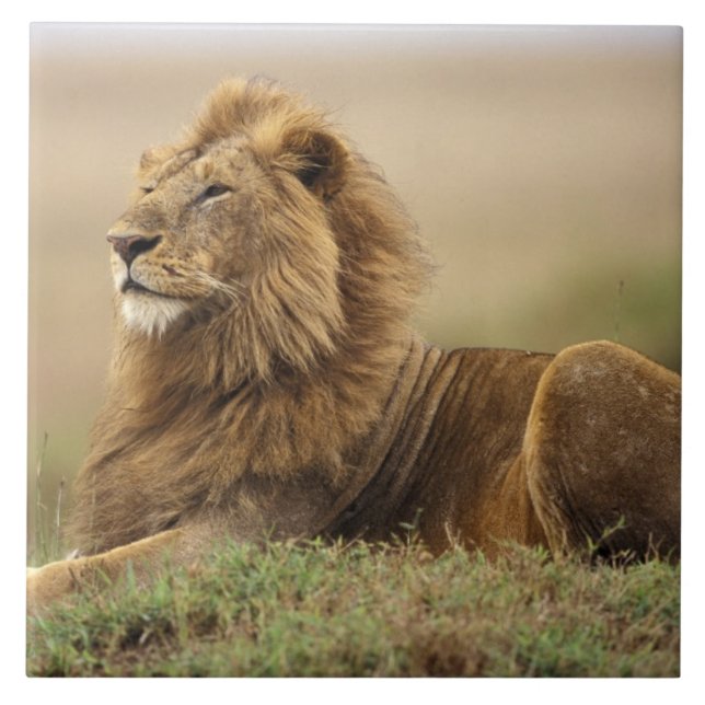 Kenya, Masai Mara | Male Lion Tile (Front)