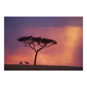 Kenya: Masai Mara National Park, Sunset. Photo Print