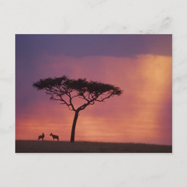 Kenya: Masai Mara National Park, Sunset. Postcard (Front)