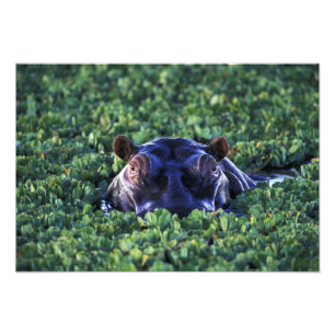 Kenya, Masai Mara National Reserve. Photo Print