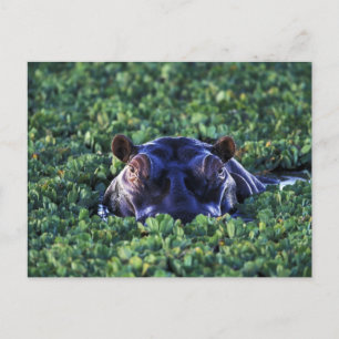 Kenya, Masai Mara National Reserve. Postcard
