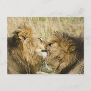 Kenya, Masai Mara Postcard