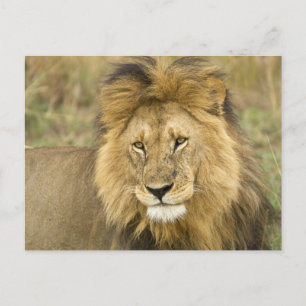 Kenya Masai Mara Postcard