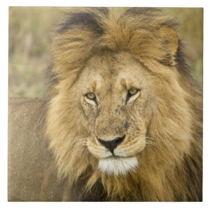 Kenya Masai Mara Tile