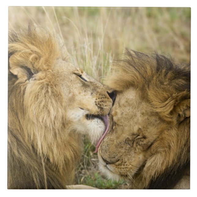 Kenya, Masai Mara Tile (Front)