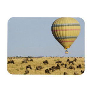 Kenya, Masai Mara. Tourists ride hot air balloon Magnet