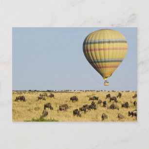 Kenya, Masai Mara. Tourists ride hot air balloon Postcard