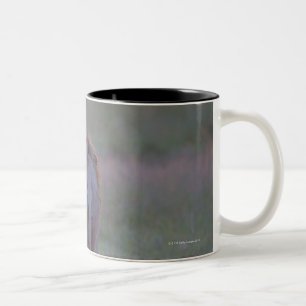 Kenya, Masai Mara Two-Tone Coffee Mug