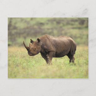 Kenya, Nairobi National Park. Black Rhinoceros Postcard
