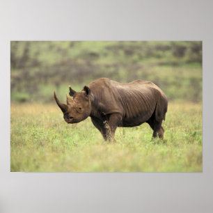 Kenya, Nairobi National Park. Black Rhinoceros Poster