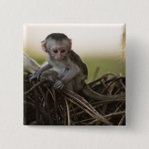 Kenya, Samburu Game Reserve. Vervet Monkey 15 Cm Square Badge