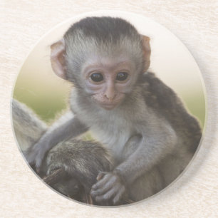 Kenya, Samburu Game Reserve. Vervet Monkey Coaster