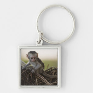 Kenya, Samburu Game Reserve. Vervet Monkey Key Ring