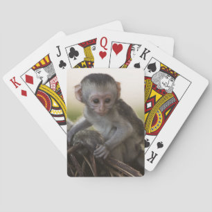 Kenya, Samburu Game Reserve. Vervet Monkey Playing Cards