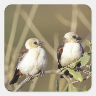 Kenya, Samburu National Reserve Square Sticker