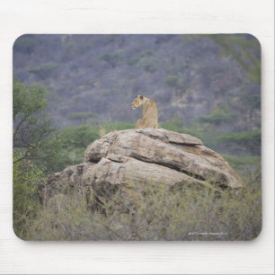 Kenya, Samburu Nature Reserve, female lion on Mouse Mat