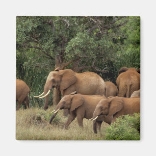 Kenya: Tsavo East National Park, herd African Magnet