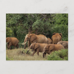 Kenya: Tsavo East National Park, herd African Postcard