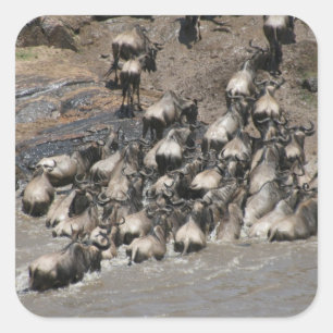 kenya wildebeest square sticker