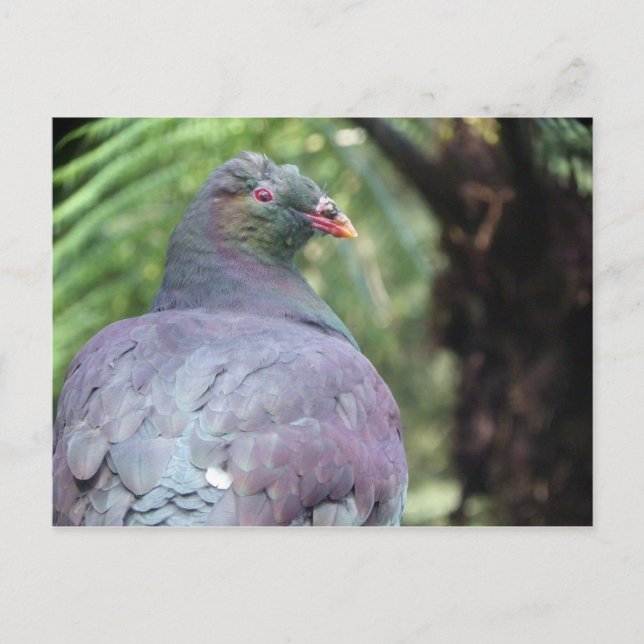 Kereru Closeup Postcard (Front)